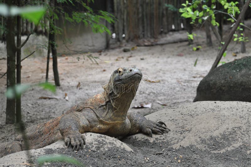 Komodo dragon. The Komodo dragon (Varanus komodoensis) is a species of lizard that inhabits the islands of Komodo, Rinca, Flores, and Gili Motang in Indonesia royalty free stock photo Komodo dragon. The Komodo dragon (Varanus komodoensis) is a species of lizard that inhabits the islands of Komodo, Rinca, Flores, and Gili Motang in Indonesia royalty free stock photo