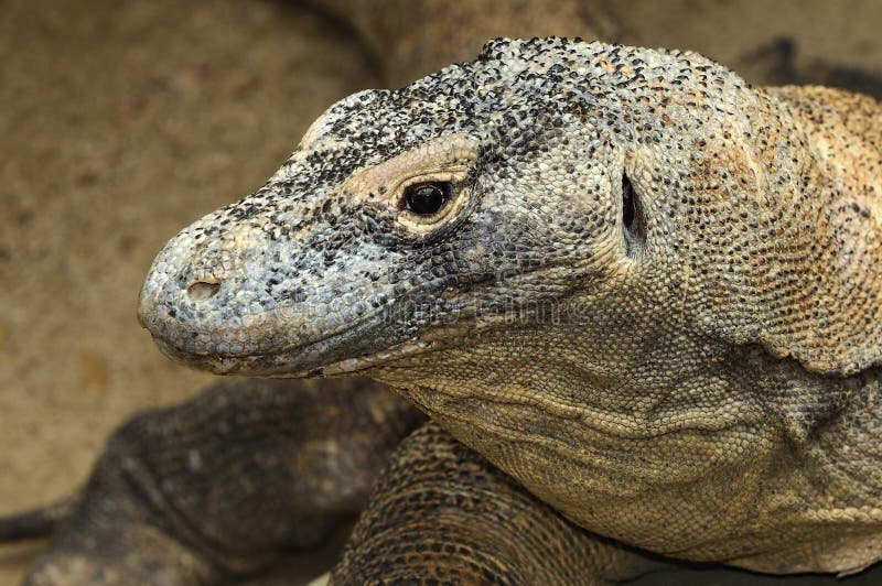 google komodo dragon google komodo dragon