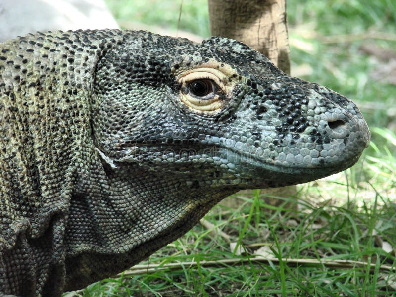 Komodo dragon