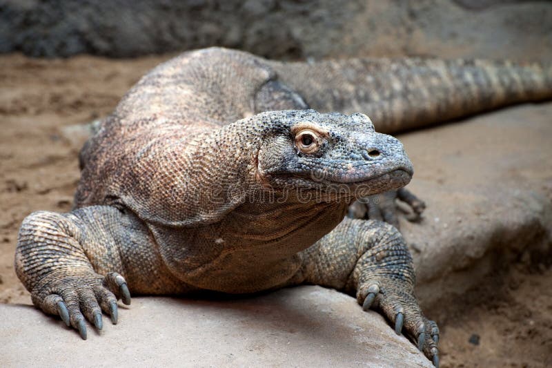 Komodo eats eggs stock photo. Image of gulps, eats, swallows - 19326924