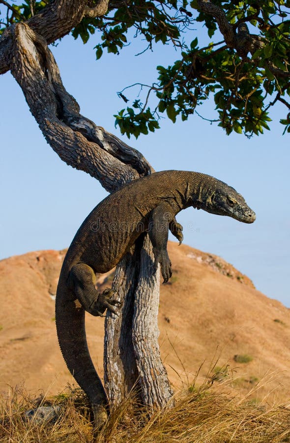 Komodo dragon climbed a tree. Very rare picture. Indonesia. Komodo National Park. stock photography