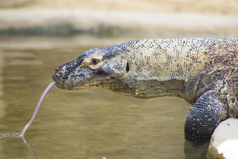Komodo dragon drinking royalty free stock images