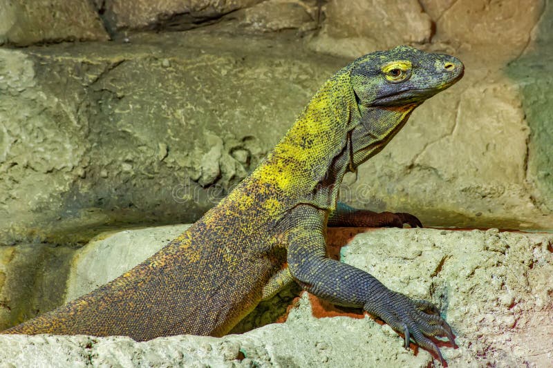 The Komodo Dragon is a Endemic To Indonesian Islands Stock Image