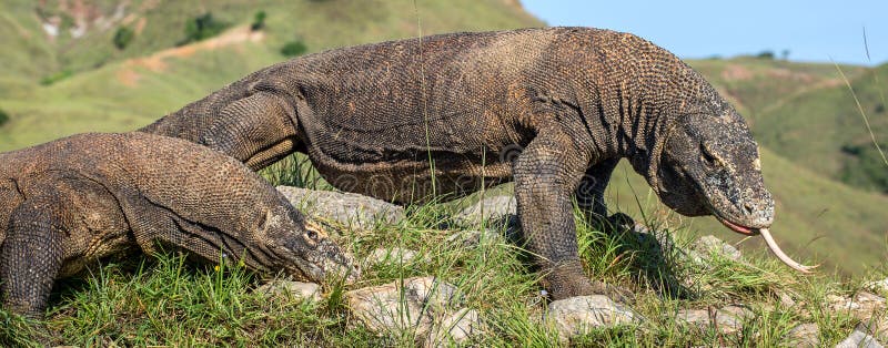 Komodo Dragon With The Forked Tongue Stock Photo - Image of animal, crawl: 88287884