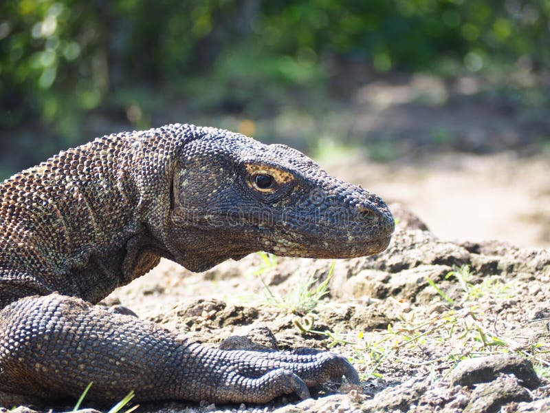 Komodo Dragon, Indonesia stock image. Image of lizard - 93039357