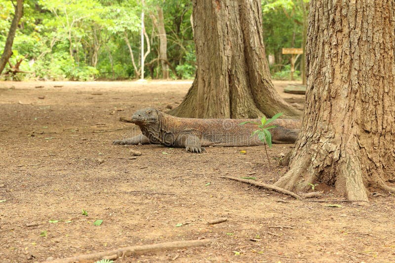 Komodo Dragon, Komodo Island royalty free stock photo Komodo Dragon, Komodo Island royalty free stock photo