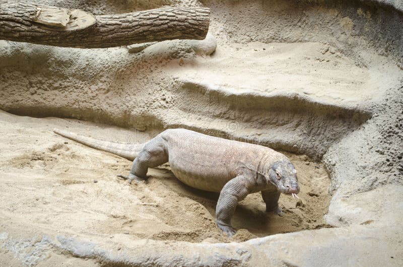 large lizard enclosure