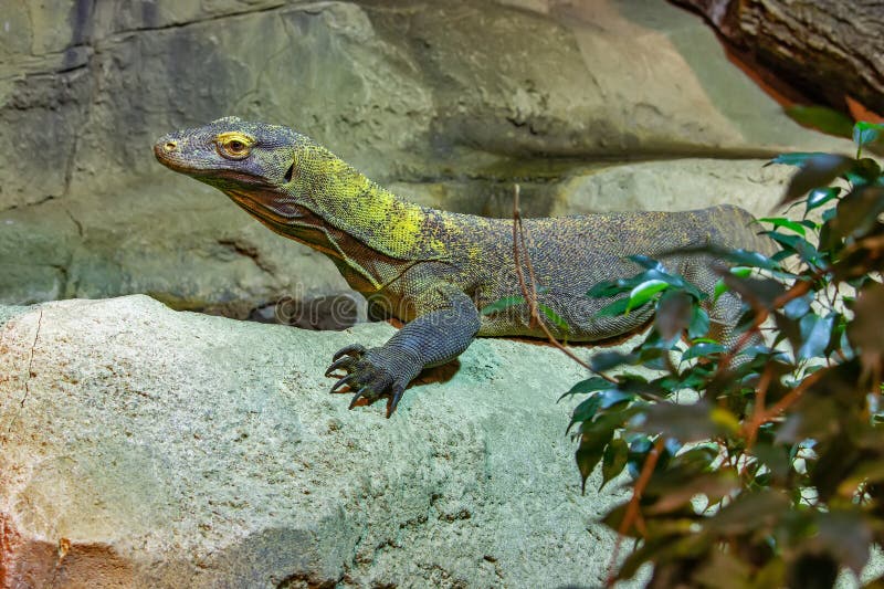 The Komodo Dragon is a Endemic To Indonesian Islands Stock Photo
