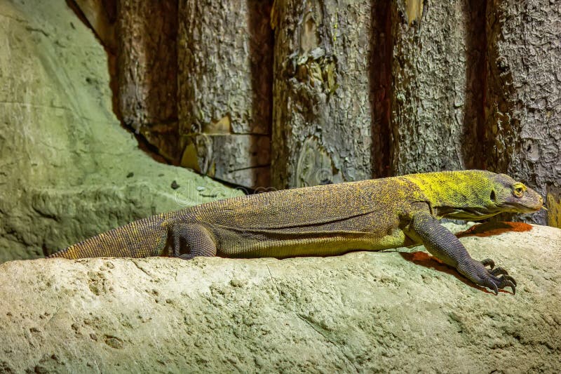 The Komodo Dragon is a Endemic To Indonesian Islands Stock Photo