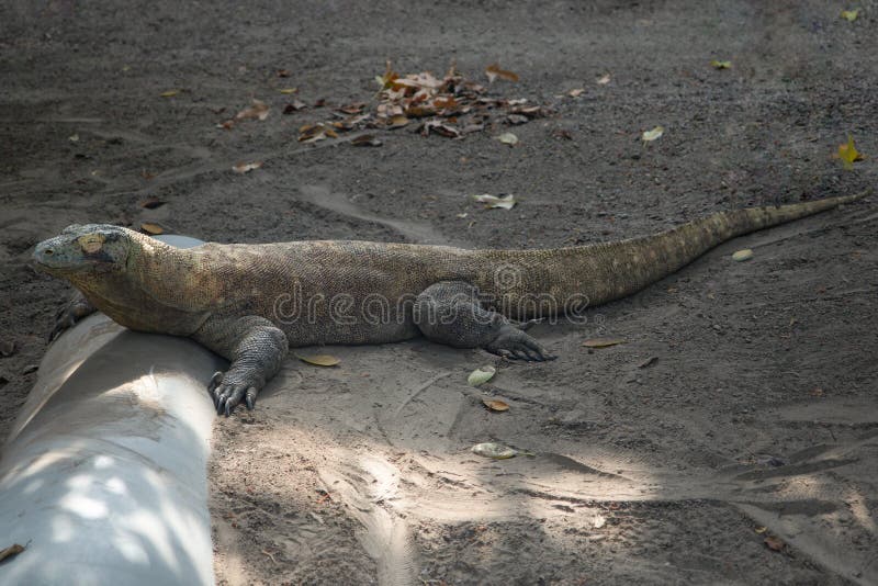 Komodo Dragon Varanus komodoensis Lizard Reptile Resting Lying on Gravel Sleeping. Komodo Dragon Varanus komodoensis Lizard Reptile Resting Lying on Gravel Sleeping