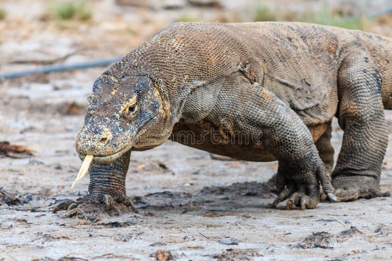 Komodo Dragon in a Mangrove swamp. Komodo Dragon, tongue extended and salive dripping from its mouth in the Komodo region royalty free stock photography Komodo Dragon in a Mangrove swamp. Komodo Dragon, tongue extended and salive dripping from its mouth in the Komodo region royalty free stock photography