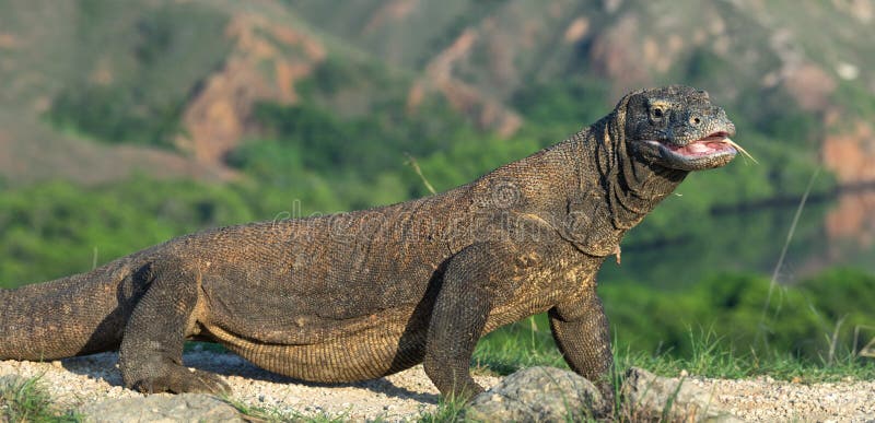 The Komodo Dragon with Open Mouth. Biggest Living Lizard in the World.  Scientific Name: Varanus Komodoensis Stock Photo - Image of ground, animals:  142397210