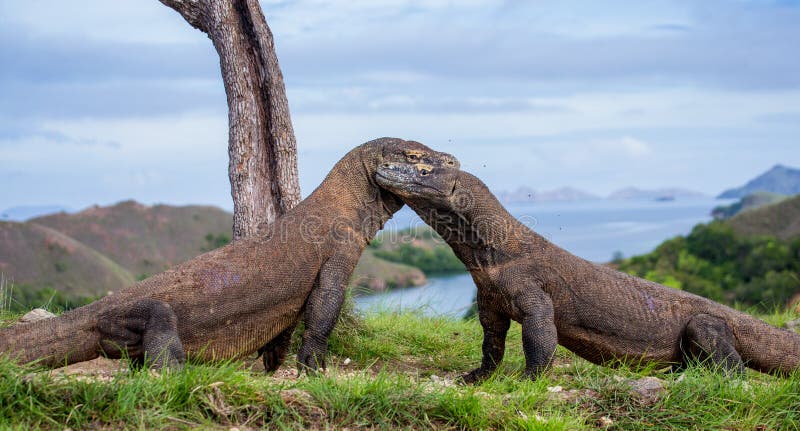 Komodo dragon sitting on the ground against the backdrop of stunning scenery. Interesting perspective. The low point shooting. stock photo