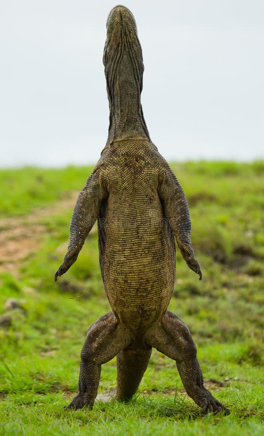 Komodo dragon is standing upright on their hind legs. Interesting perspective. The low point shooting. Indonesia. stock photos