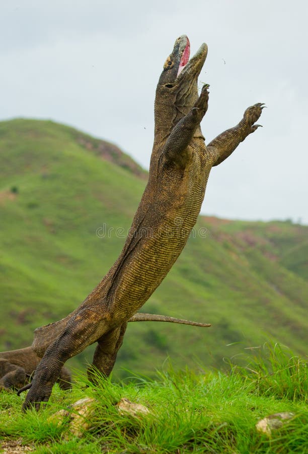 Komodo dragon is standing upright on their hind legs. Interesting perspective. The low point shooting. Indonesia. royalty free stock images