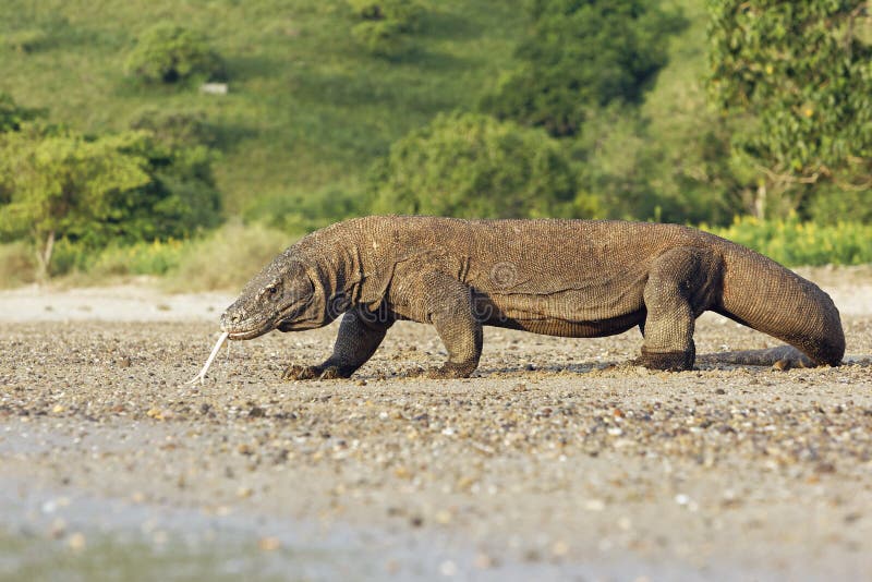 Komodo dragon, Varanus komodoensis stock photos