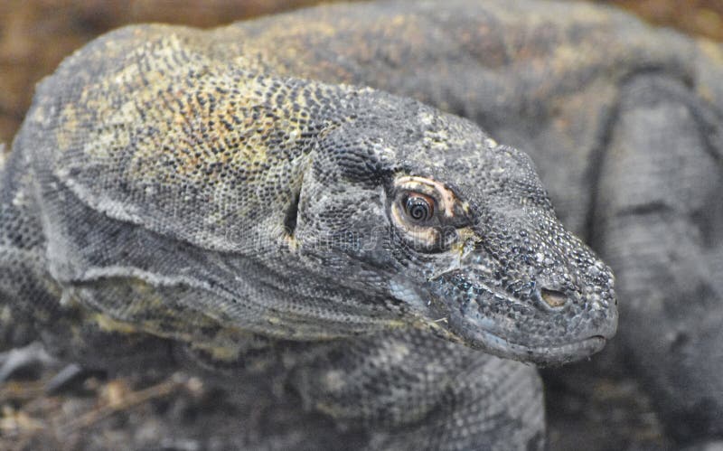 Komodo dragon varanus komodoensis στοκ φωτογραφία με δικαίωμα ελεύθερης χρήσης