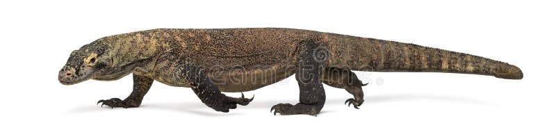 Komodo Dragon walking, isolated on white stock photos