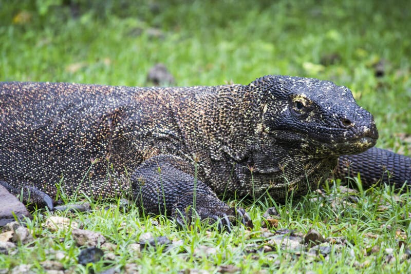 Komodo smok w Komodo parku narodowym, Eas (Varanus komodoensis) obraz royalty free Komodo smok w Komodo parku narodowym, Eas (Varanus komodoensis) obraz royalty free