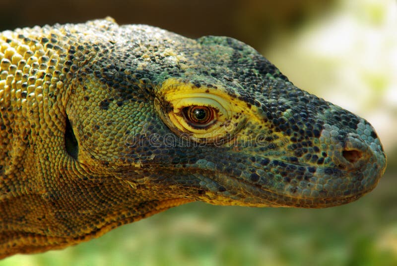 Komodo δράκων στοκ εικόνες