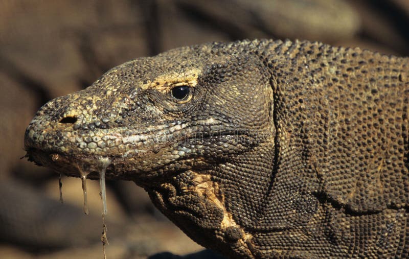 Komodo δράκων στοκ εικόνες
