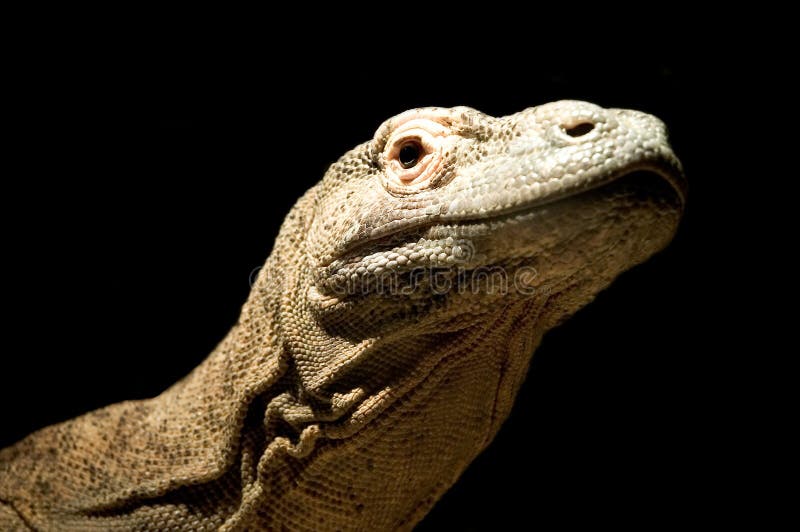 Komodo δράκων στοκ φωτογραφία με δικαίωμα ελεύθερης χρήσης