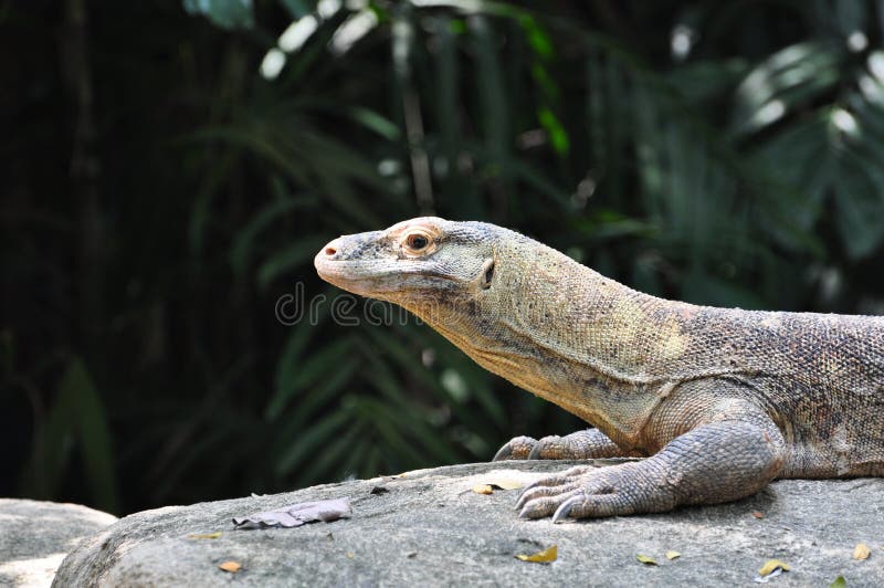 Komodo δράκων στοκ φωτογραφίες με δικαίωμα ελεύθερης χρήσης