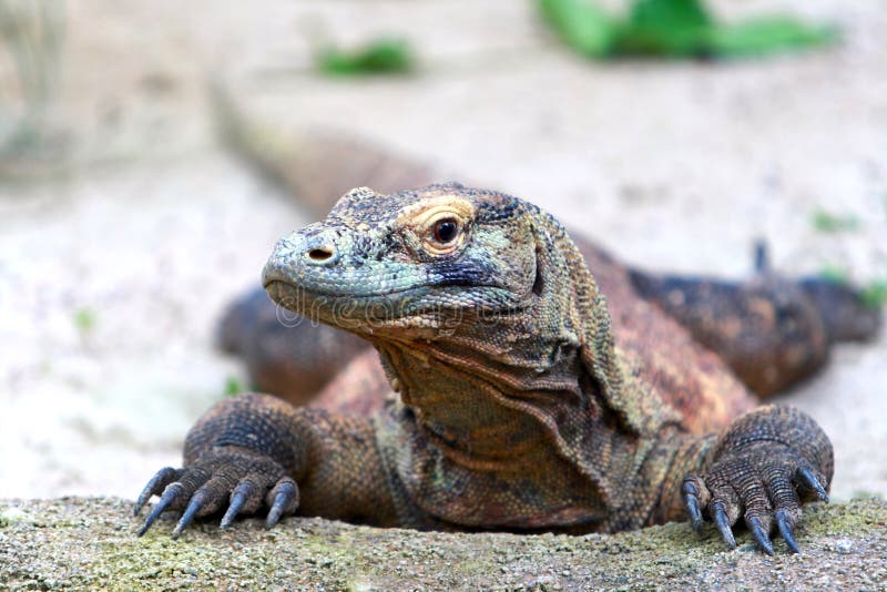 Komodo δράκων στοκ εικόνα με δικαίωμα ελεύθερης χρήσης