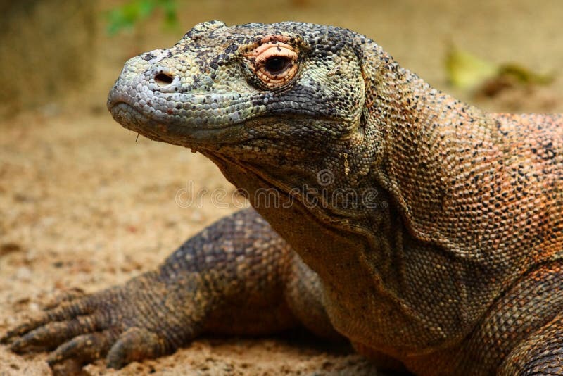 Komodo δράκων στοκ φωτογραφία με δικαίωμα ελεύθερης χρήσης