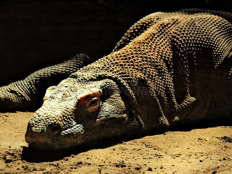 Komodo δράκων στοκ εικόνα με δικαίωμα ελεύθερης χρήσης