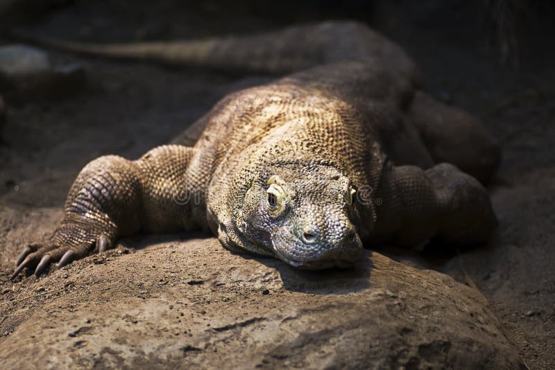 Komodo δράκων στοκ εικόνες