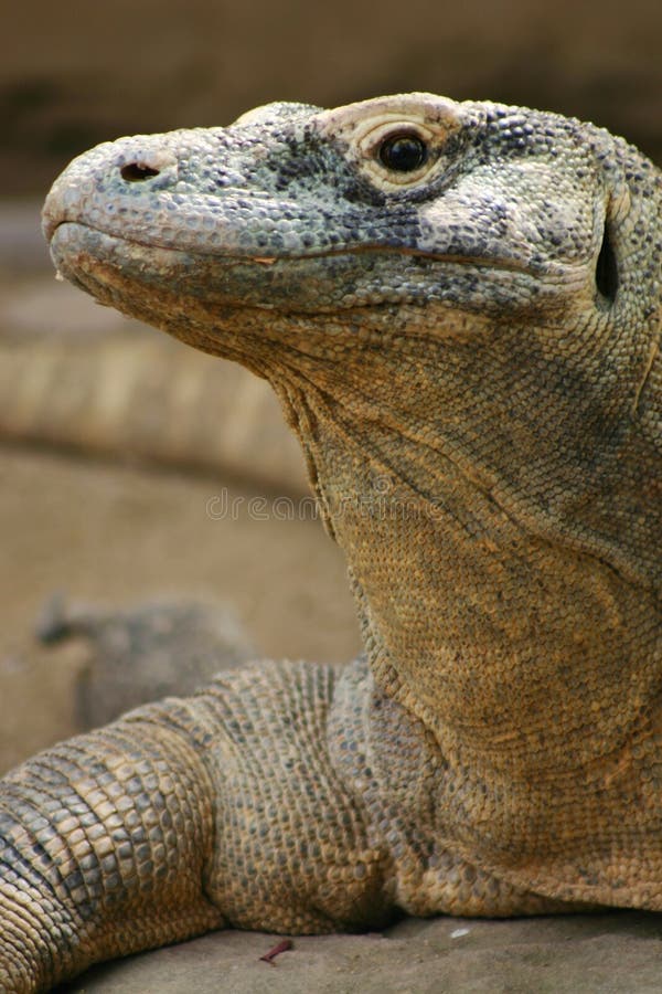 Komodo δράκων στοκ φωτογραφία με δικαίωμα ελεύθερης χρήσης