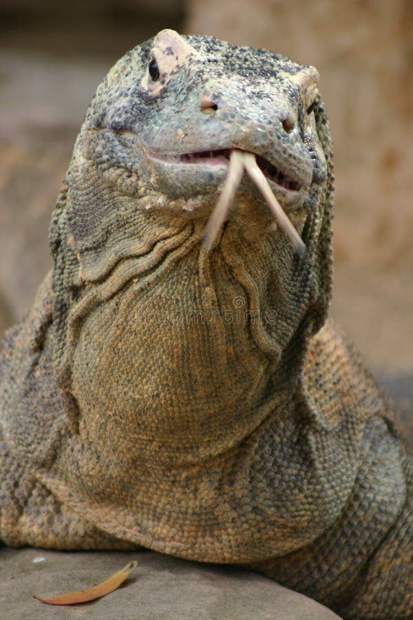 Komodo δράκων στοκ φωτογραφία με δικαίωμα ελεύθερης χρήσης