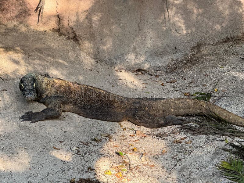 Komodovaraan Reptiel royalty-vrije stock afbeelding