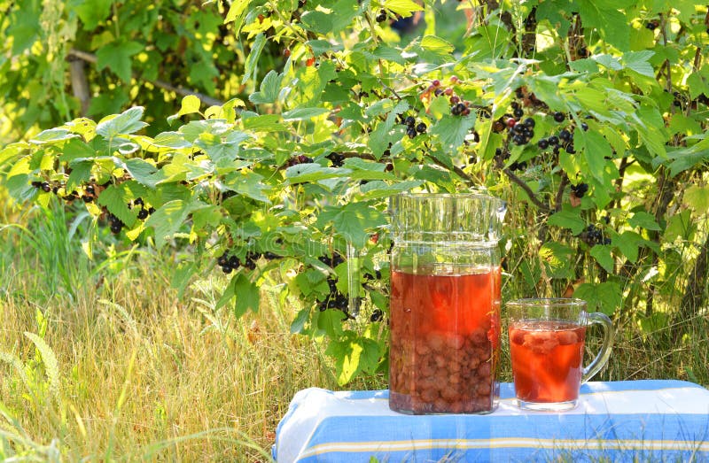 Kompott Des Schwarzen Chokeberry Stockfoto - Bild von kompott, tabelle ...