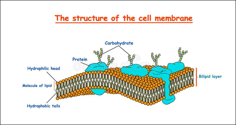 Komórki błony struktura na białym tle odizolowywającym edukacja wektoru ilustracja