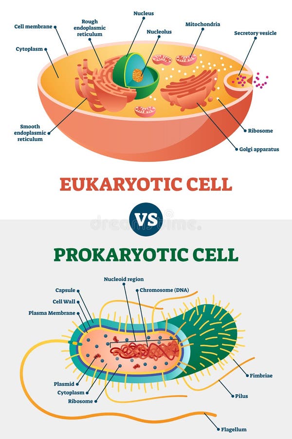 Komórki eukariotyczne kontra prokariotyczne, schemat ilustracji wektora biologii edukacyjnej Komórki eukariotyczne kontra prokariotyczne, schemat ilustracji wektora biologii edukacyjnej