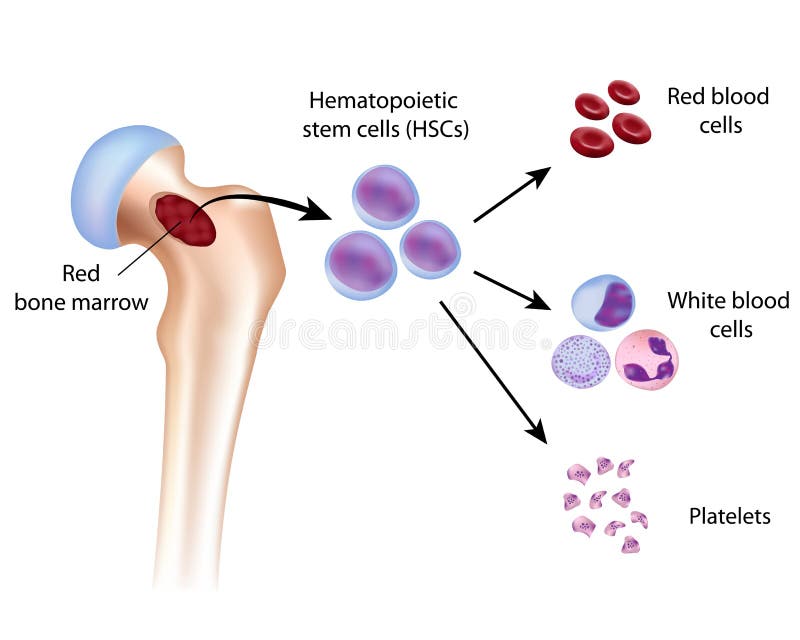Komórki krwi formacja