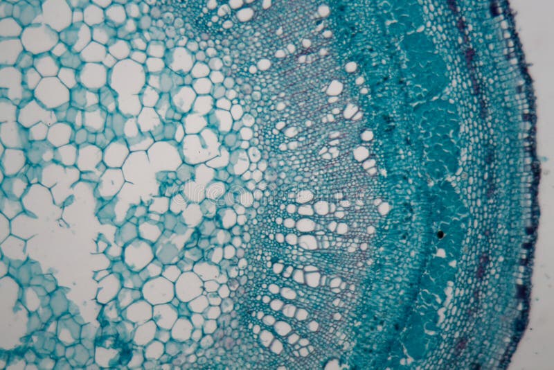 Komórki macierzyste soczewicy roślina pod mikroskopem