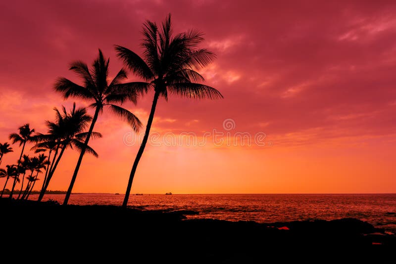 Kona-Sonnenuntergang-Palmen große Insel Hawaii
