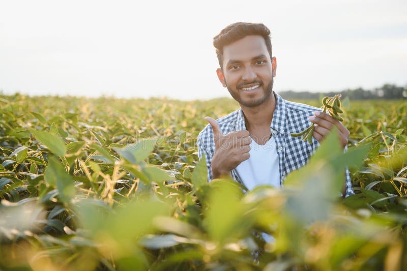 The concept of agriculture. An Indian farmer or agronomist inspects the soybean crop in a field. The concept of agriculture. An Indian farmer or agronomist inspects the soybean crop in a field