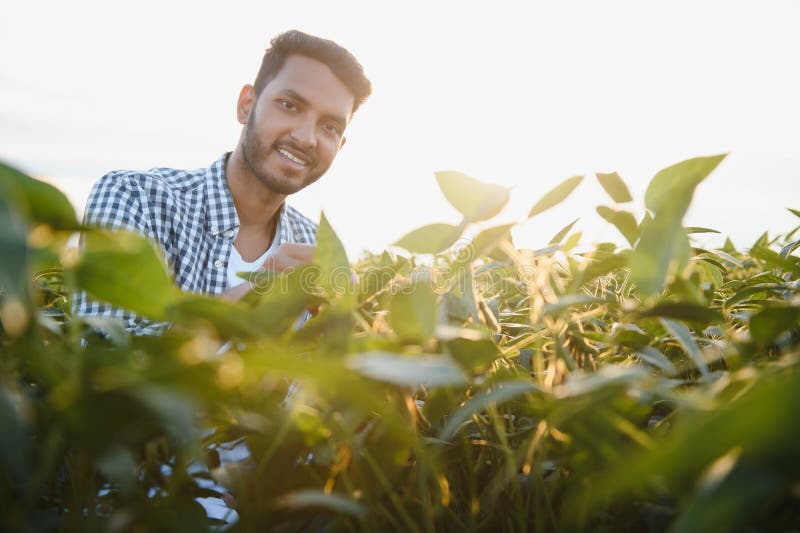 The concept of agriculture. An Indian farmer or agronomist inspects the soybean crop in a field. The concept of agriculture. An Indian farmer or agronomist inspects the soybean crop in a field