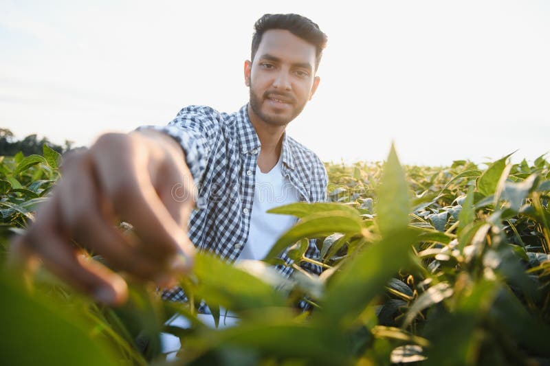 The concept of agriculture. An Indian farmer or agronomist inspects the soybean crop in a field. The concept of agriculture. An Indian farmer or agronomist inspects the soybean crop in a field