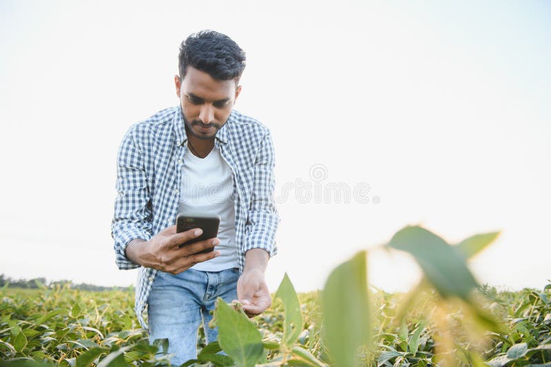 The concept of agriculture. An Indian farmer or agronomist inspects the soybean crop in a field. The concept of agriculture. An Indian farmer or agronomist inspects the soybean crop in a field