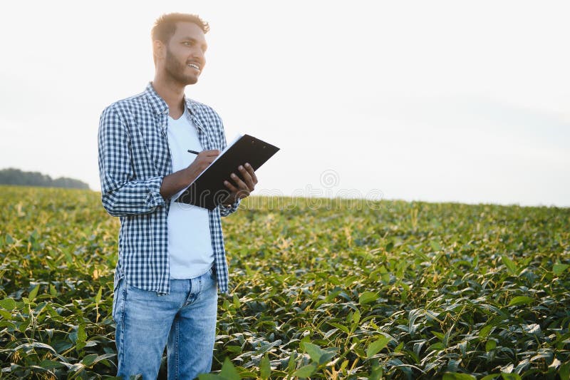 The concept of agriculture. An Indian farmer or agronomist inspects the soybean crop in a field. The concept of agriculture. An Indian farmer or agronomist inspects the soybean crop in a field