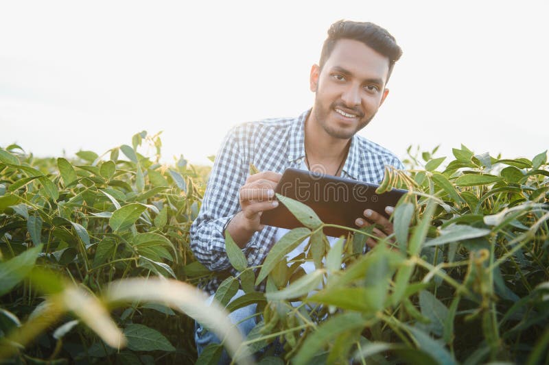 The concept of agriculture. An Indian farmer or agronomist inspects the soybean crop in a field. The concept of agriculture. An Indian farmer or agronomist inspects the soybean crop in a field