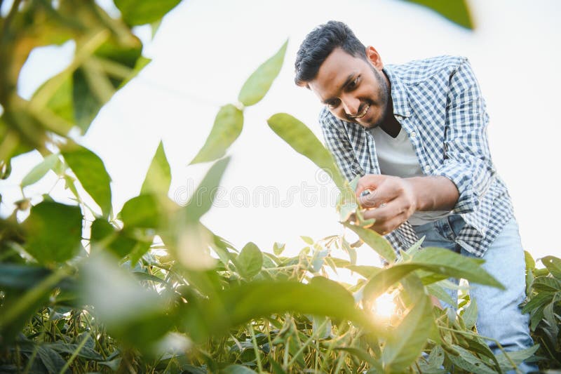 The concept of agriculture. An Indian farmer or agronomist inspects the soybean crop in a field. The concept of agriculture. An Indian farmer or agronomist inspects the soybean crop in a field