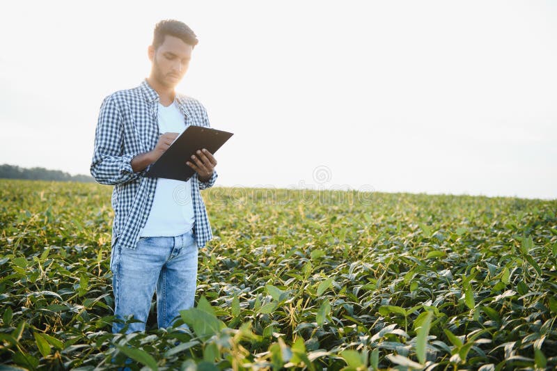 The concept of agriculture. An Indian farmer or agronomist inspects the soybean crop in a field. The concept of agriculture. An Indian farmer or agronomist inspects the soybean crop in a field