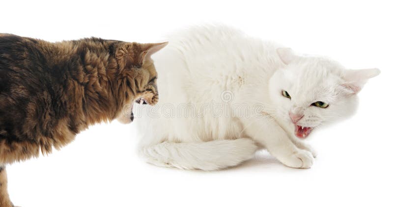 Konflikt zwischen Katzen