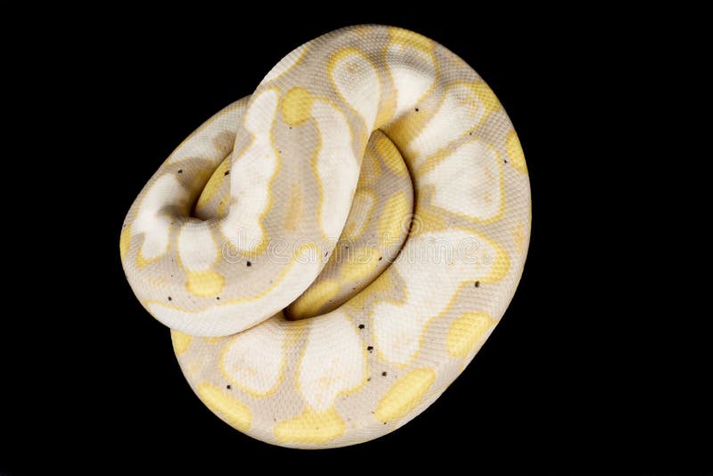 Kongepython royalty free stockfotos